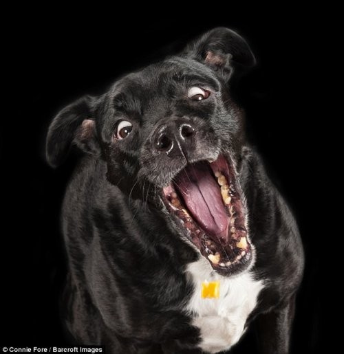 Смешные фотографии с конкурса Comedy Pet Photography Awards