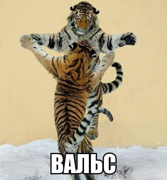 Танцуют все