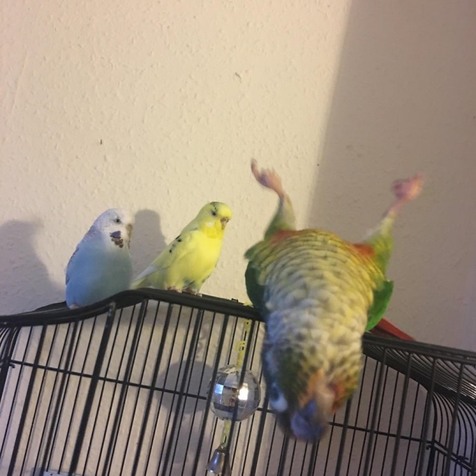 Забавные питомцы попугаи