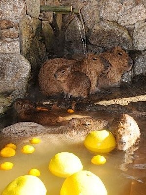 Капибара - уровень умиротворения и покоя, к которому стоит стремиться