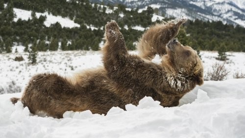 Выпавший снег — большая радость не только для ребятни, но и для животных!