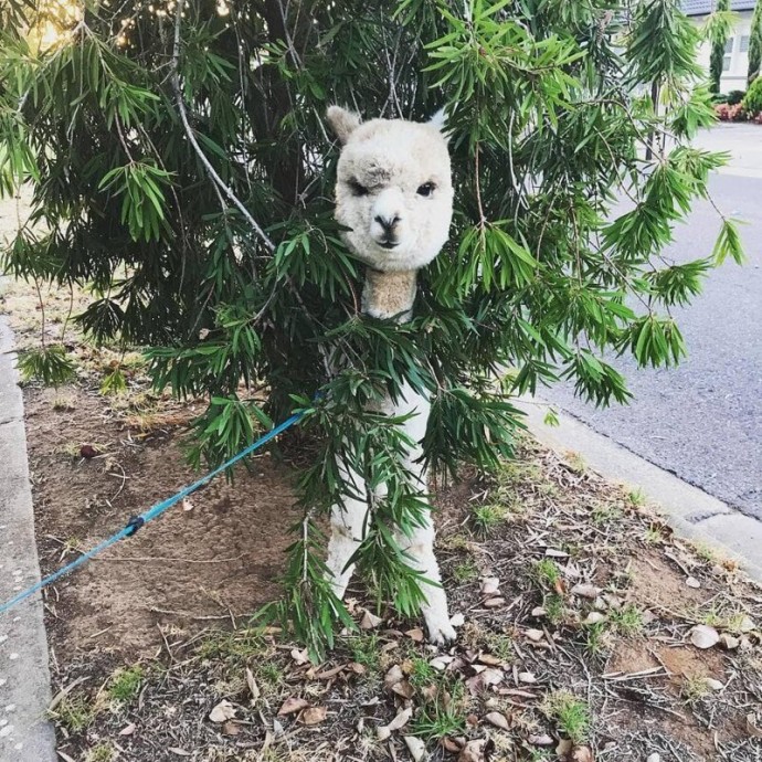 Альпака Алфи, чья милота не знает границ