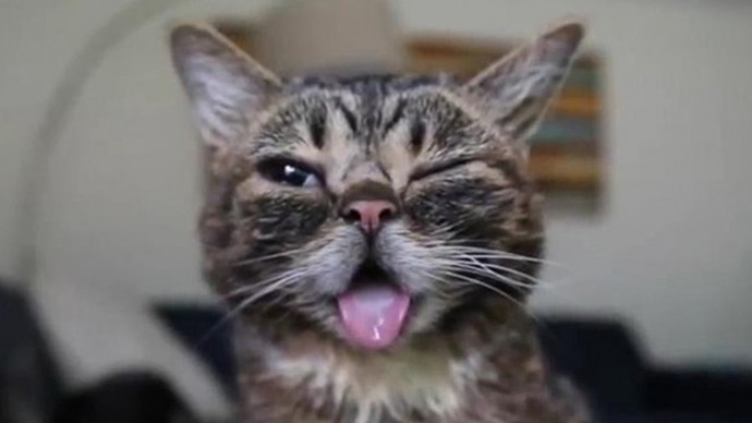 7 забавных фото котов, которые "дразнят" людей