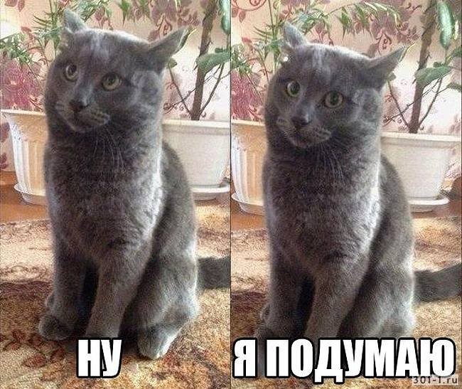 Котэ на случай очень важных переговоров.