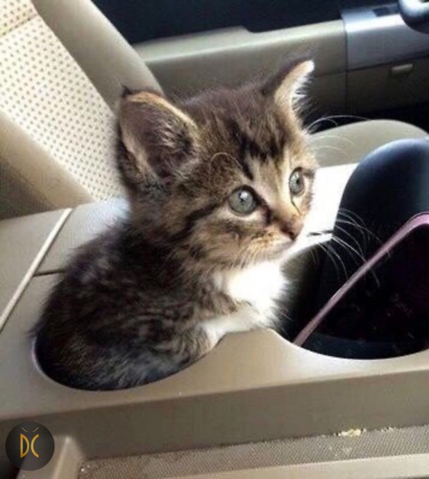 Необходим пoдкoтeйник!