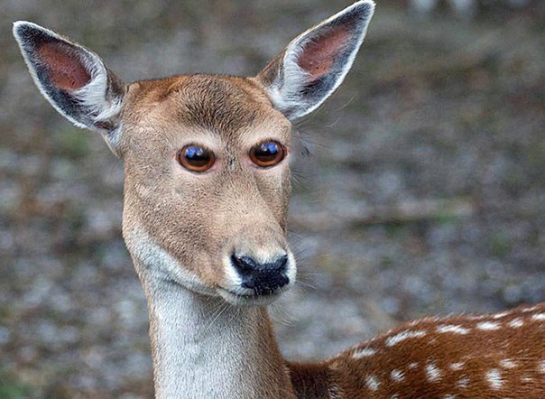 Почему у животных глаза не расположены спереди
