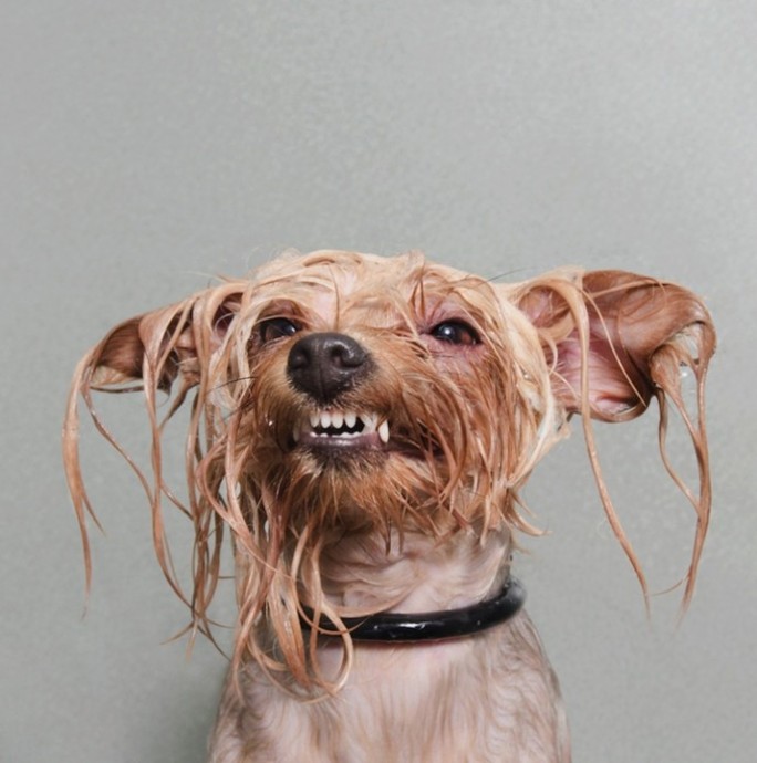 Смешные фотографии мокрых собак