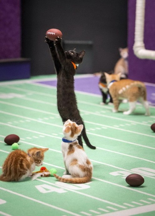 Чемпионат по кошачьему футболу Kitten Bowl