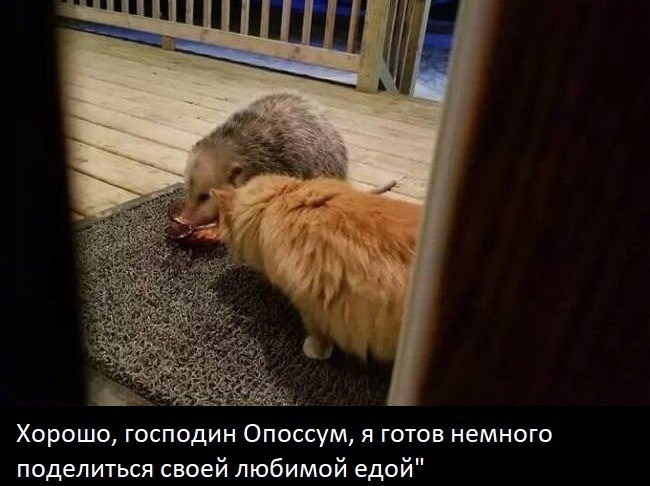 Опoссум и домашний кот