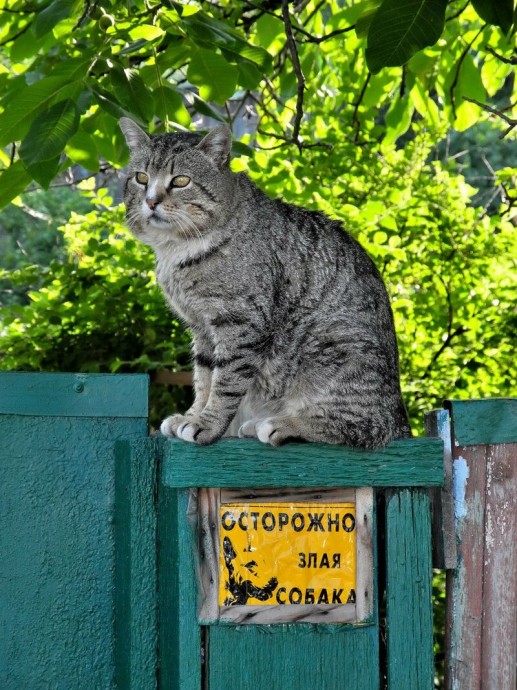 «Осторожно, во дворе злая собака!»