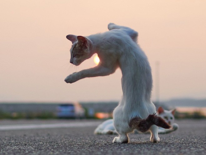 Снимки котиков-ниндзя