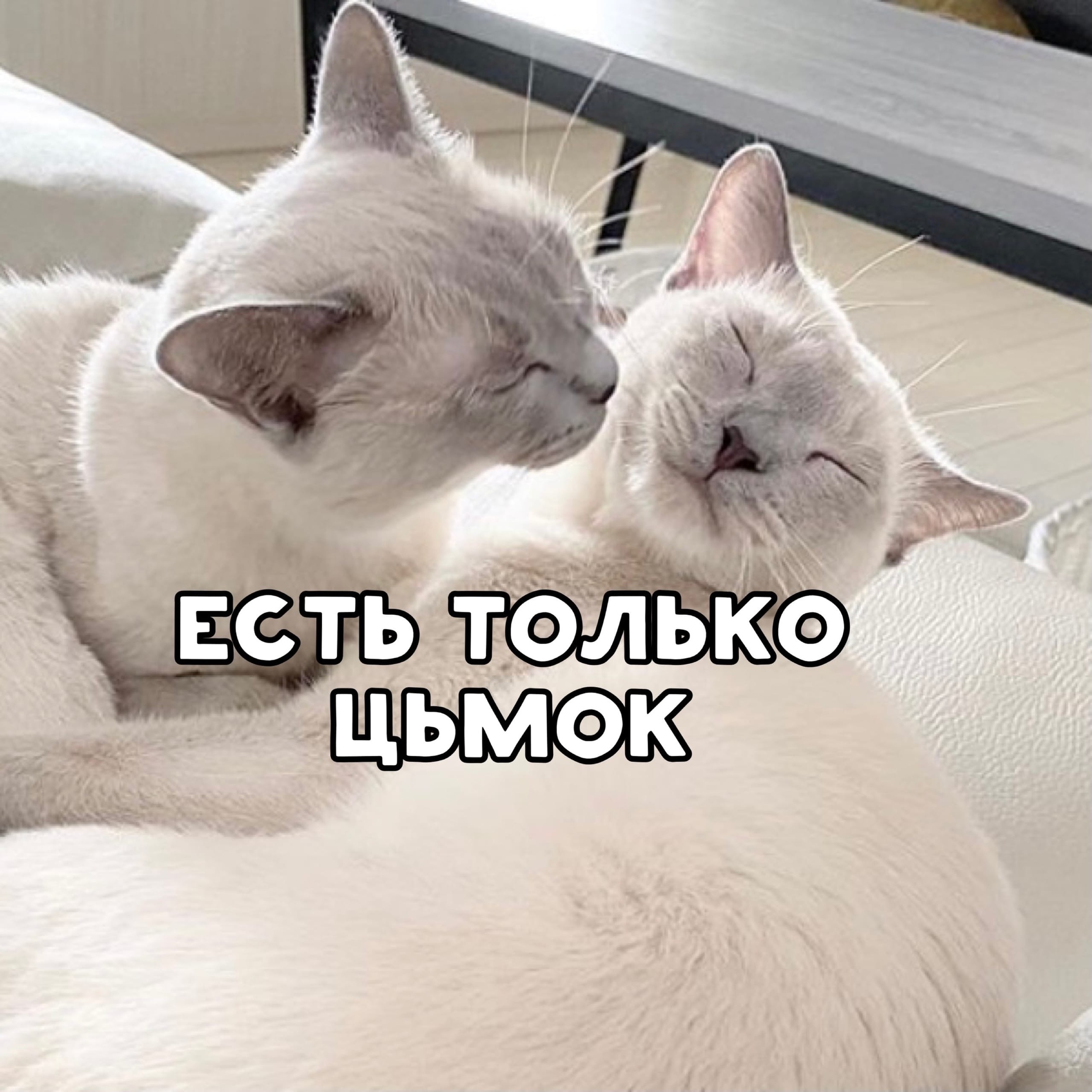 Тьмок. Котик цьмок. Тьмок котики. Цьмок тебя. Цьмок картинка.