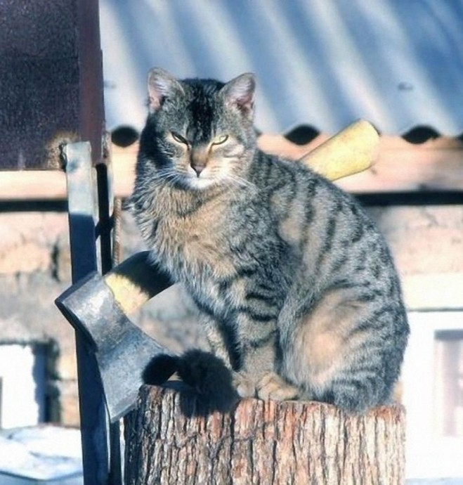 Деревенского кота с городским не спутаешь