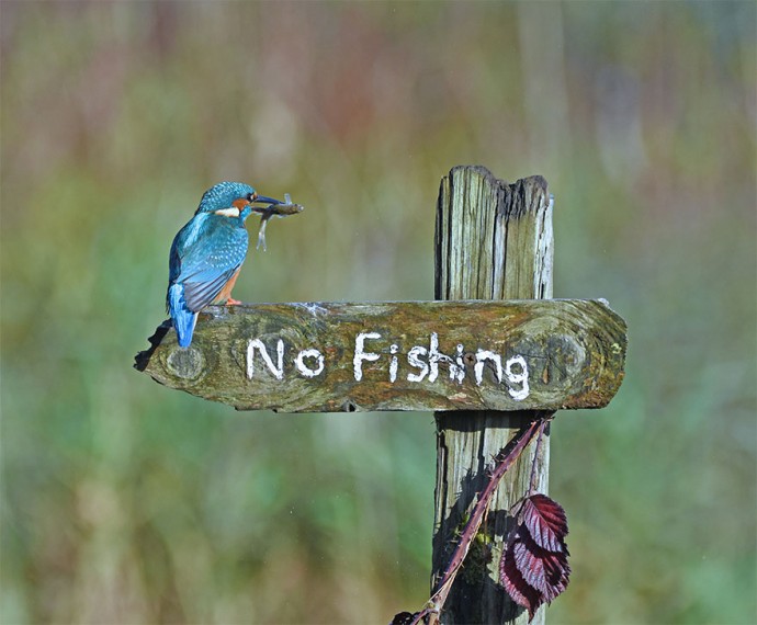 Фотографии финалистов конкурса "Comedy Wildlife Photography Awards" всегда поднимут твоё настроение