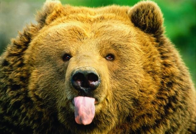 Медведи очень смешные, когда ты находишься на безопасном расстоянии от них)