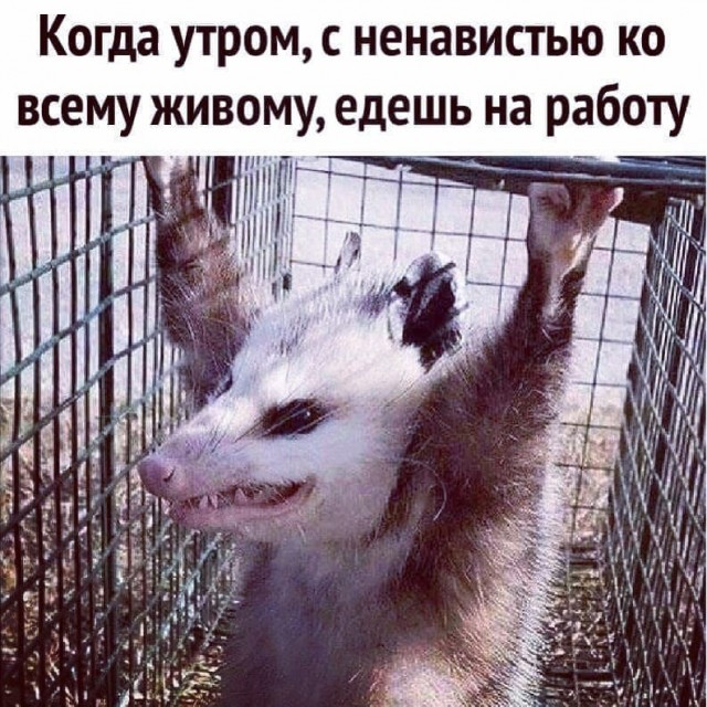 Забавные животные, которые вызовут у вас улыбку