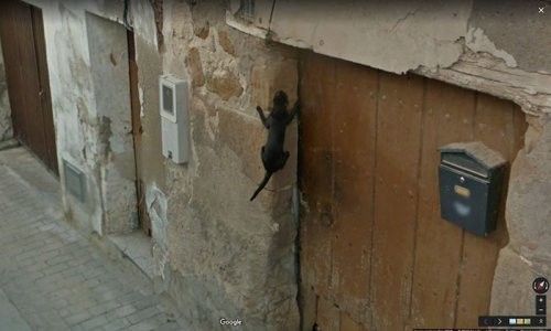 Google Street View с участием животных