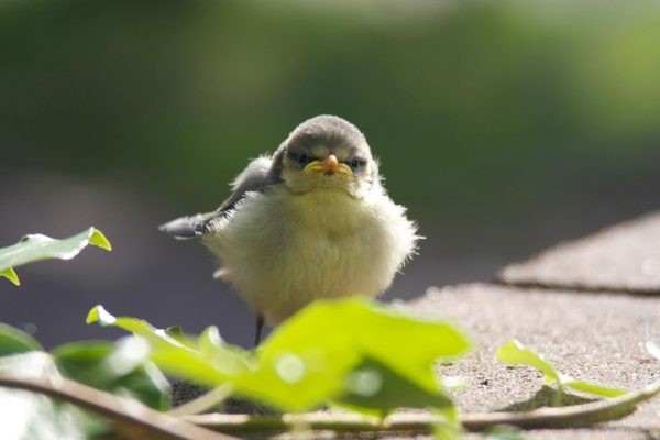 Кто-то встал не с той лапы