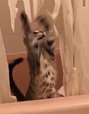 Закрыть кота в ванной...была плохая идея