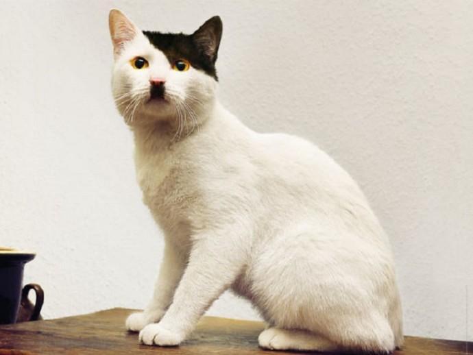 Фотографии кошек весьма неожиданных окрасов, которые обязательно вызовут улыбку Фотографии кошек весьма неожиданных окрасов, которые обязательно вызовут улыбку