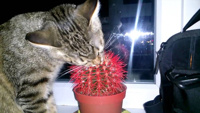 Прежде чем напасть на новогоднюю ель, коты упорно и самоотверженно тренируются на кактусах!