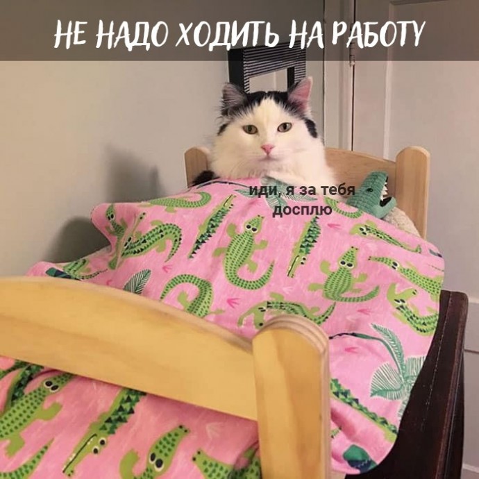Плюсы быть котом