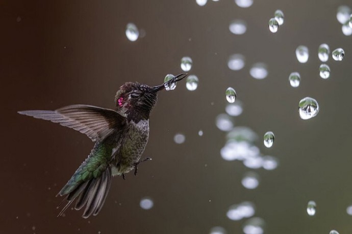 Потрясающие фотографии птиц.