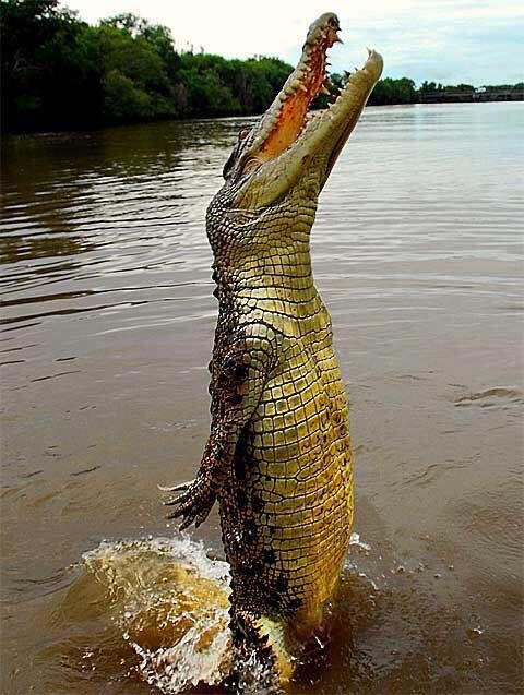 Крокодилья грация