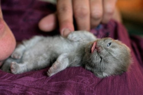 Получится ли у вас устоять перед очарованием этих животных, демонстрирующих свой язычок Получится ли у вас устоять перед очарованием этих животных, демонстрирующих свой язычок