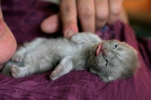 Получится ли у вас устоять перед очарованием этих животных, демонстрирующих свой язычок