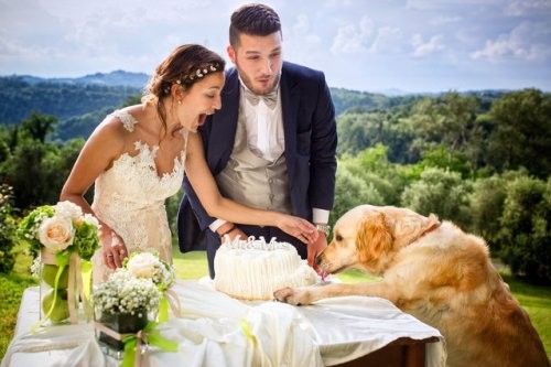 Свадебные фотобомбы с животными