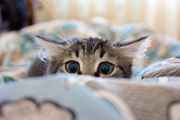 Если у тебя есть котик, то ты знаешь: за вами постоянно наблюдают!