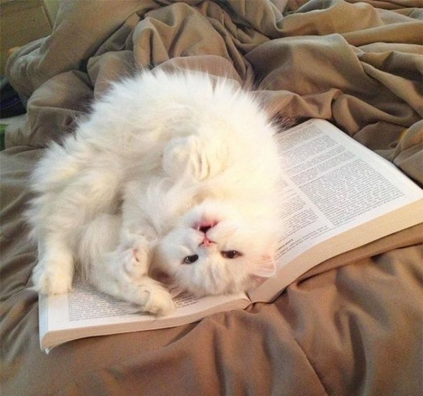 Коты против чтения
