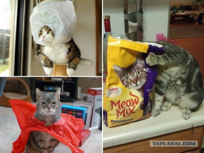 Коты против пакетов: настоящая усато-полосатая авантюра