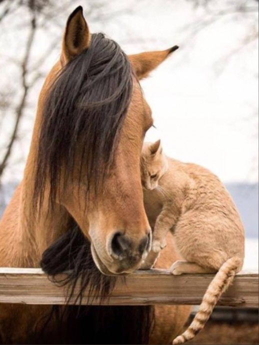 Неожиданная любовь кошек и лошадей!)