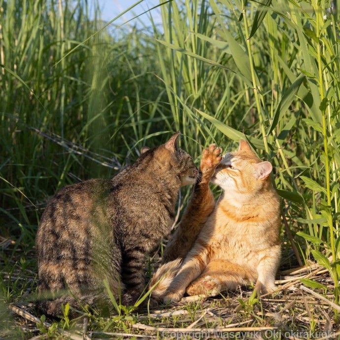 Японский фотограф Масаюки Оки делает уличным котикам шикарные портреты