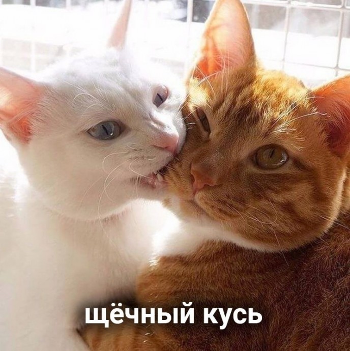 Кусь