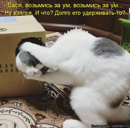 Наши смешные котейки