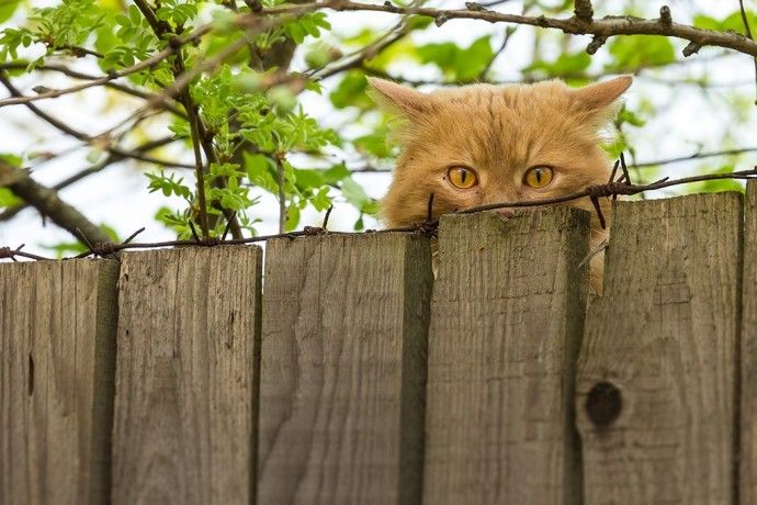 Пока вас нет, ваш кот следит, чтобы соседи не воровали малину.