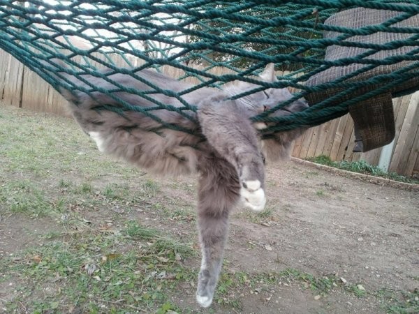 Прикольная подборка кошек спящих в самых разных, порой забавных позах.