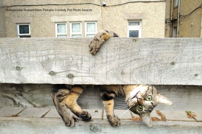 Работы финалистов конкурса "The Mars Petcare Comedy Pet Photo Awards 2020" Работы финалистов конкурса "The Mars Petcare Comedy Pet Photo Awards 2020"