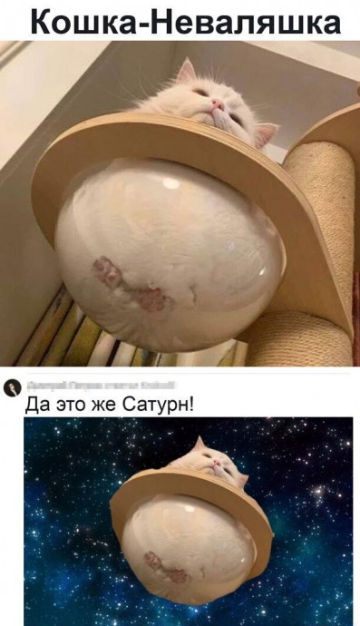 Смешные коты