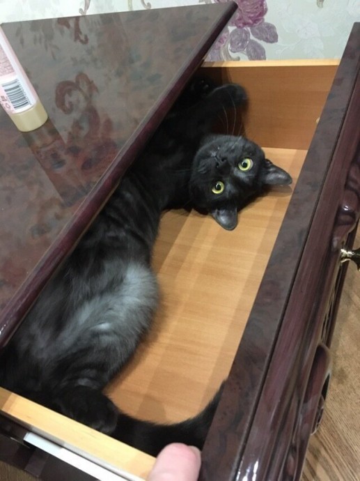 Утро началось с кота Утро началось с кота