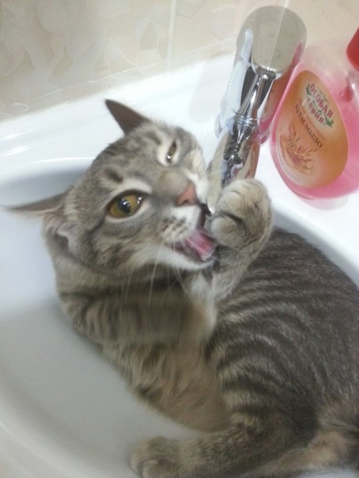 Если в доме нет воды - значит, выпили коты. Дело раскрыто.