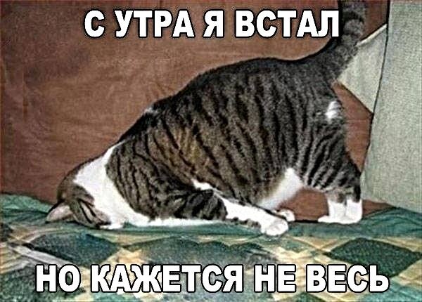 Котопост