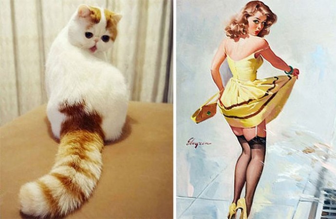 Коты, похожие на знаменитостей