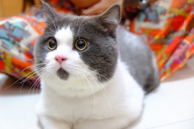 Удивленный кот — залог хорошего настроения