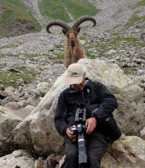 Забавные животные, умеющие "портить" фотки