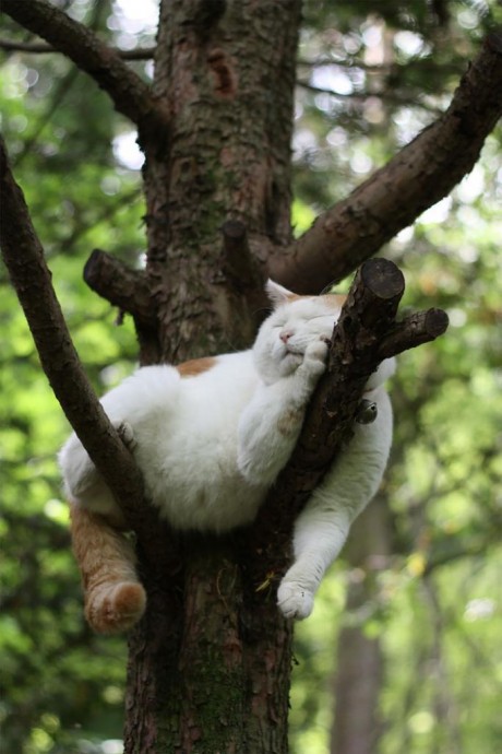 Кошка — древесный житель