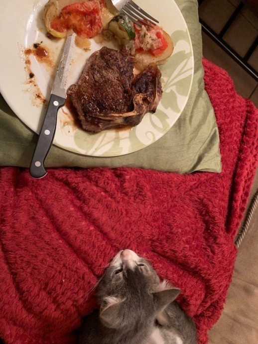 Ужин, кот и никакого давления